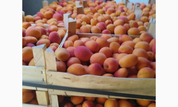 Продам абрикос отличного качества - фото № 12