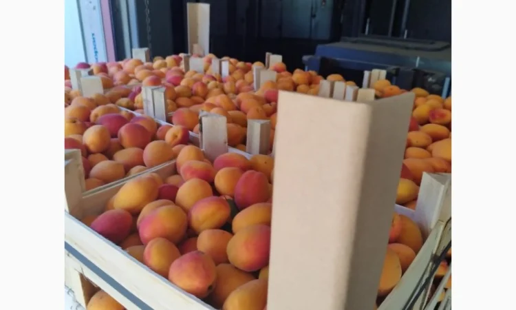 Продам абрикос отличного качества - фото № 2