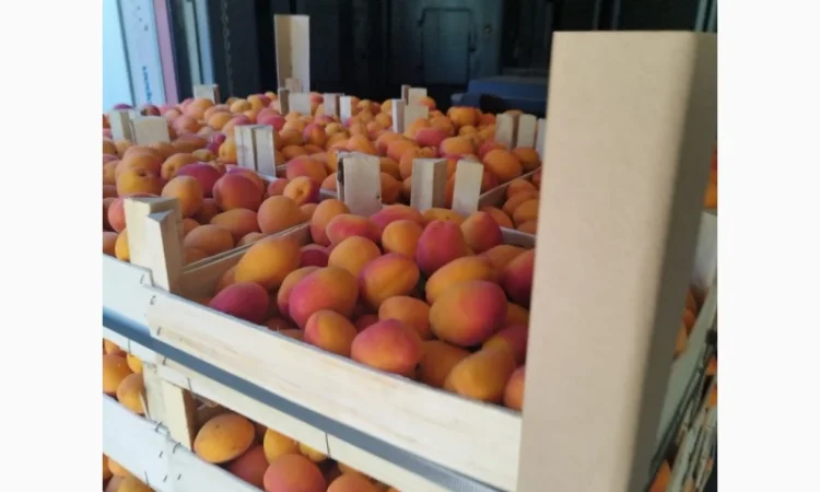 Продам абрикос отличного качества - фото № 11