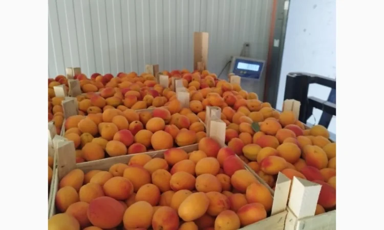 Продам абрикос отличного качества - фото № 10