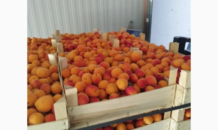 Продам абрикос отличного качества - фото № 9