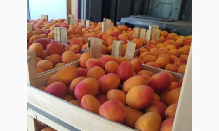 Продам абрикос отличного качества - фото № 8