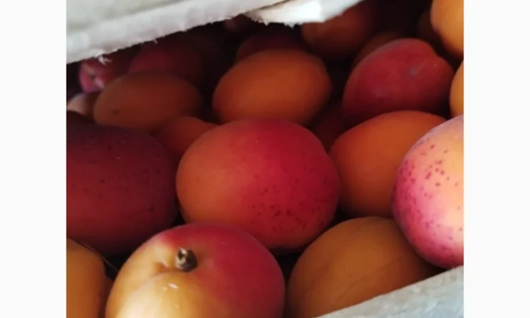 Продам абрикос отличного качества - фото № 7