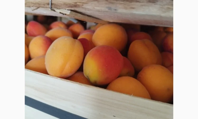 Продам абрикос отличного качества - фото № 6