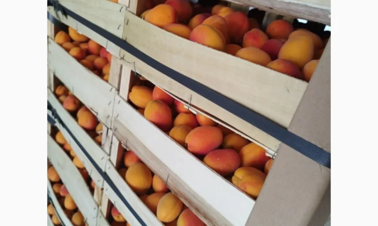 Продам абрикос отличного качества - фото № 5