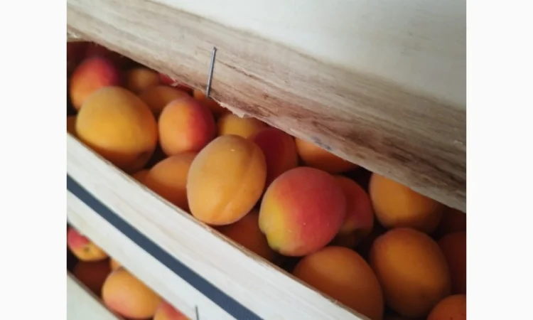 Продам абрикос отличного качества - фото № 4