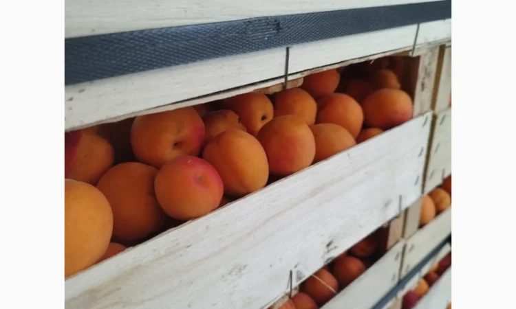 Продам абрикос отличного качества - фото № 19