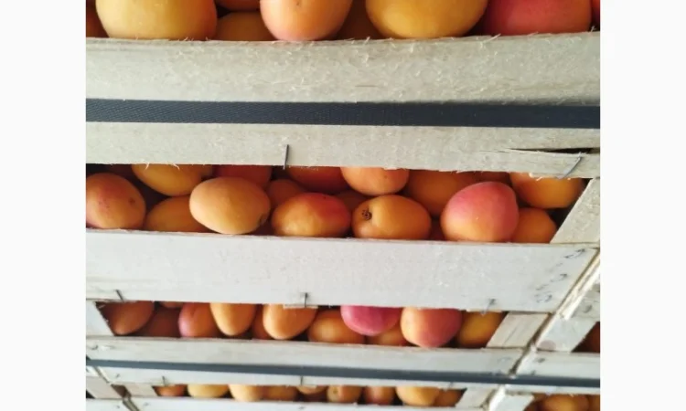 Продам абрикос отличного качества - фото № 3