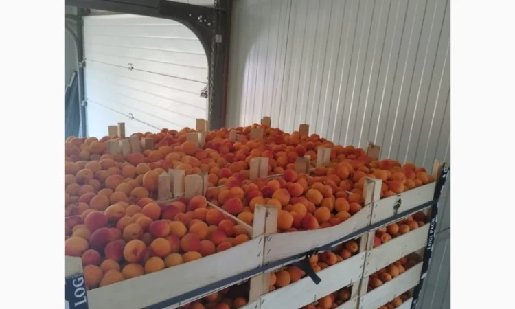 Продам абрикос отличного качества - фото № 18