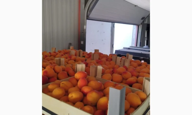 Продам абрикос отличного качества - фото № 17