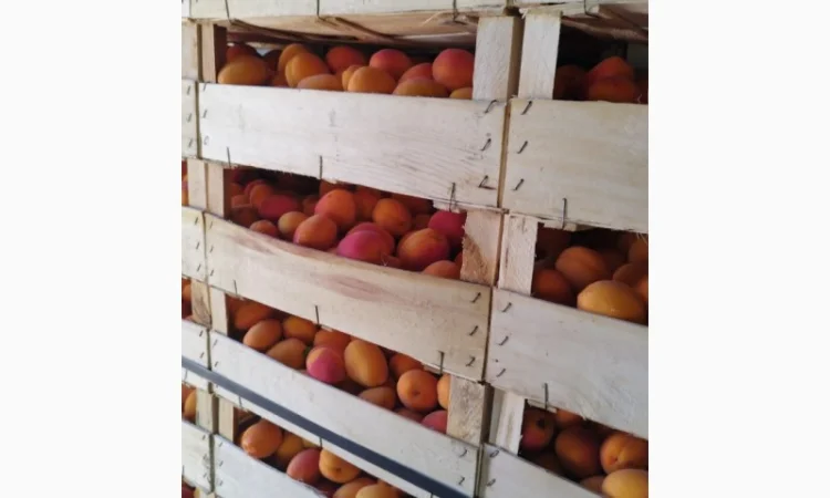 Продам абрикос отличного качества - фото № 16