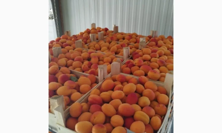 Продам абрикос отличного качества - фото № 15