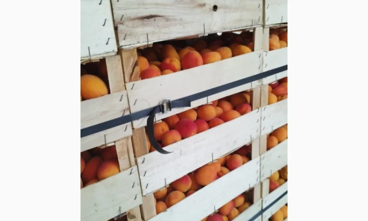 Продам абрикос отличного качества - фото № 14