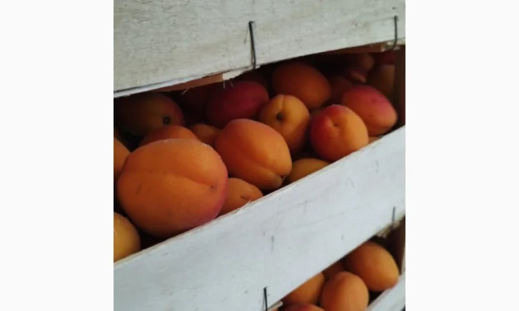 Продам абрикос отличного качества - фото № 13