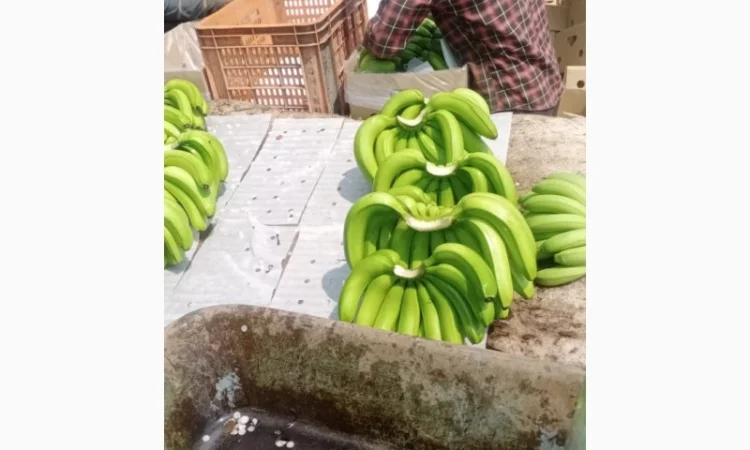 Продам бананы от Эквадорского поставщика с 20 тонн - фото № 1