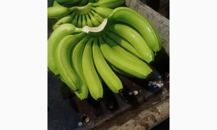 Продам бананы от Эквадорского поставщика с 20 тонн - фото № 3