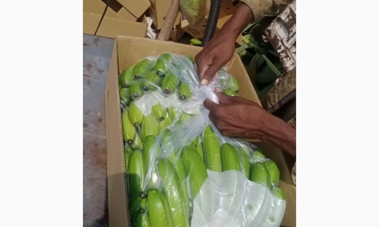 Продаж бананів від постачальника, 20 тонн в наявності - фото № 1