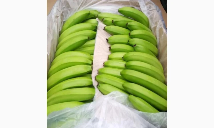 Есть покупатели бананов от производителей и импортеров - фото № 3