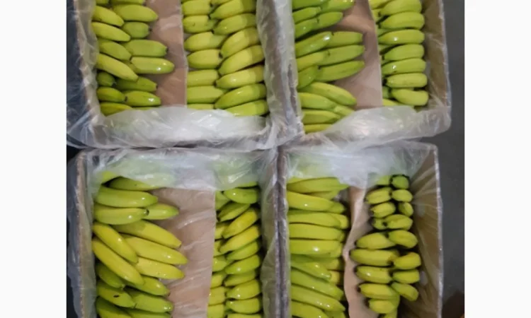 Продам банани, Львiвська область - фото № 1