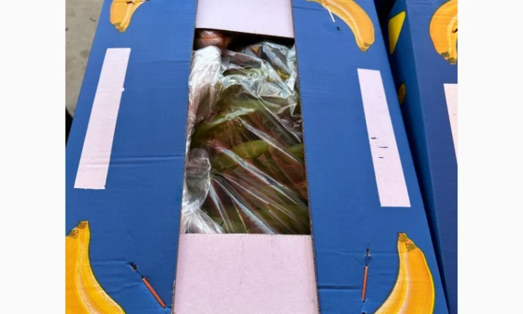 Банан Єгипет - фото № 7