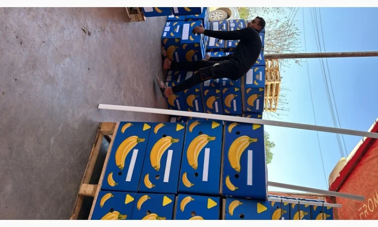 Банан Єгипет - фото № 8