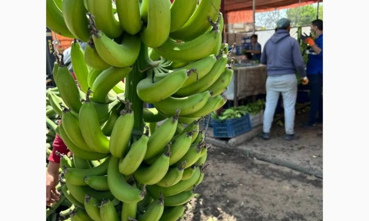 Банан Єгипет - фото № 10