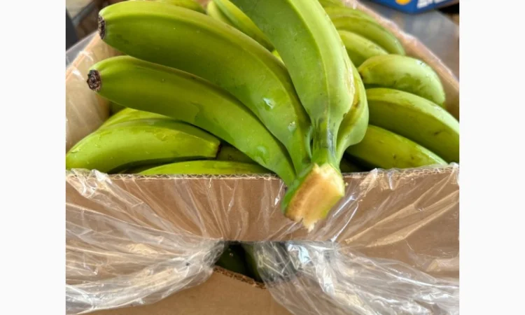 Банан Єгипет - фото № 2