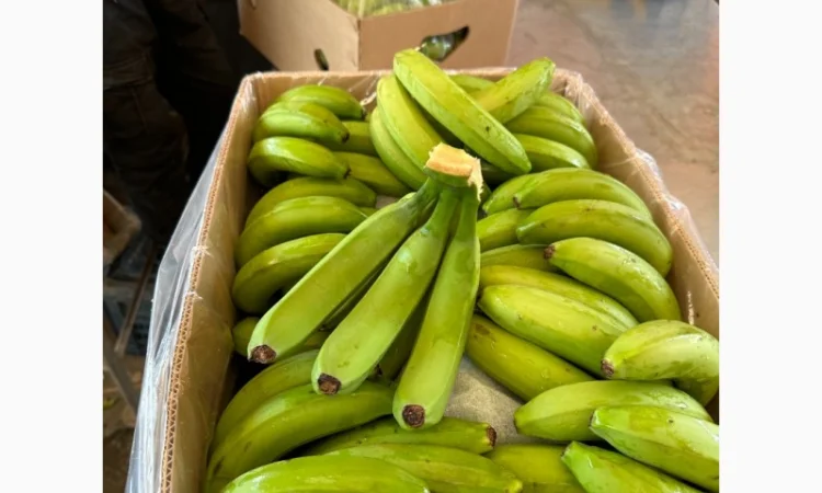 Банан Єгипет - фото № 4