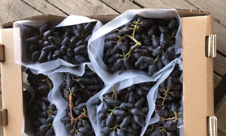 Продаж фермерського господарства з вирощування винограду - фото № 2