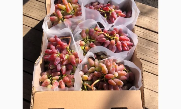 Продаж фермерського господарства з вирощування винограду - фото № 3