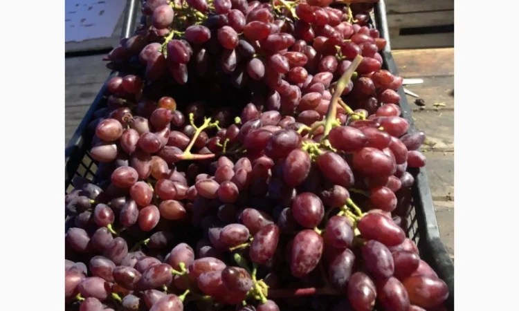 Продаж фермерського господарства з вирощування винограду - фото № 4