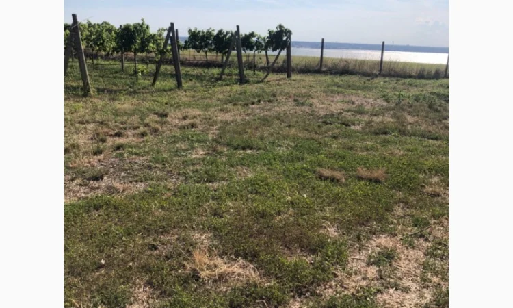 Продаж фермерського господарства з вирощування винограду - фото № 6