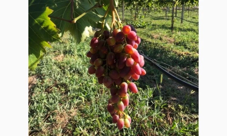 Продаж фермерського господарства з вирощування винограду - фото № 7