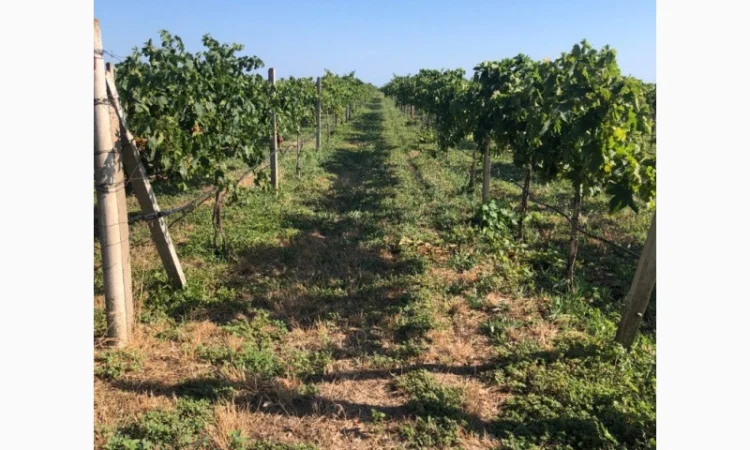 Продаж фермерського господарства з вирощування винограду - фото № 8