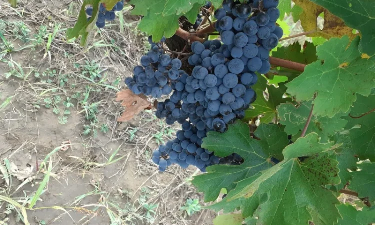 Продам винопродукт Мерло - фото № 1