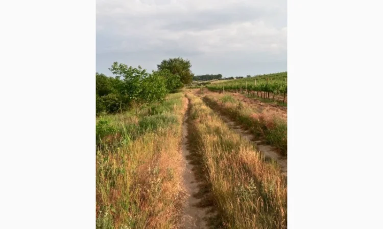 Продам винопродукт Мерло - фото № 9