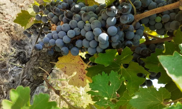 Продам винопродукт Мерло - фото № 4