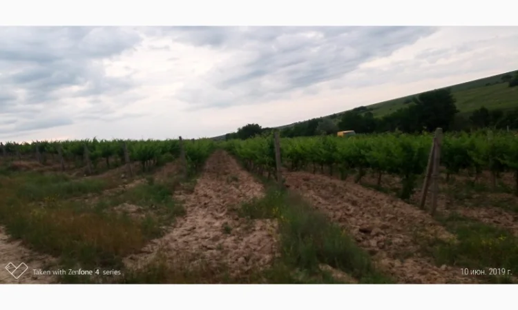 Продам винопродукт Мерло - фото № 5