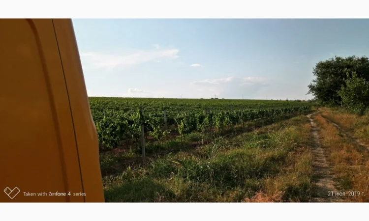 Продам винопродукт Мерло - фото № 6