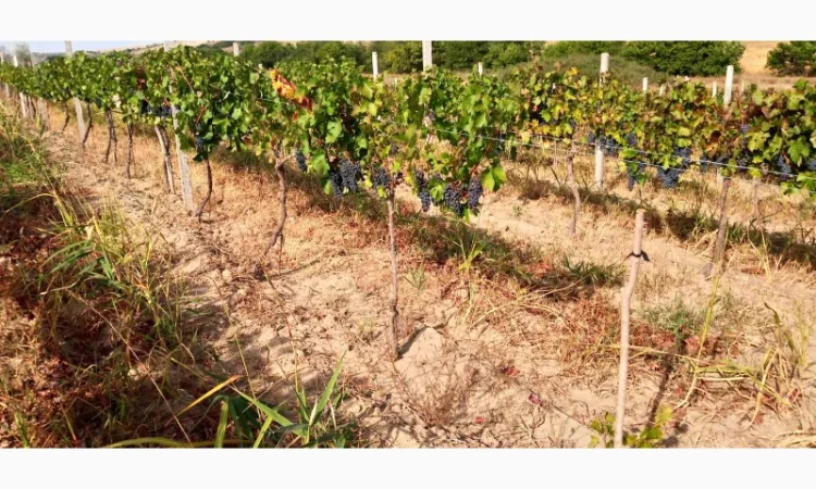 Продам винопродукт Мерло - фото № 7