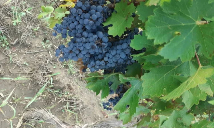 Продам винопродукт Мерло - фото № 8