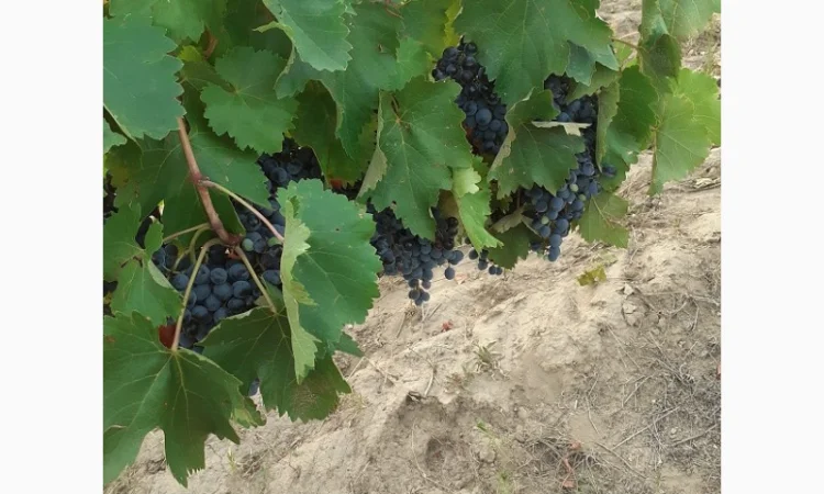 Предлагаю Виноградный сырец Мерло - фото № 5