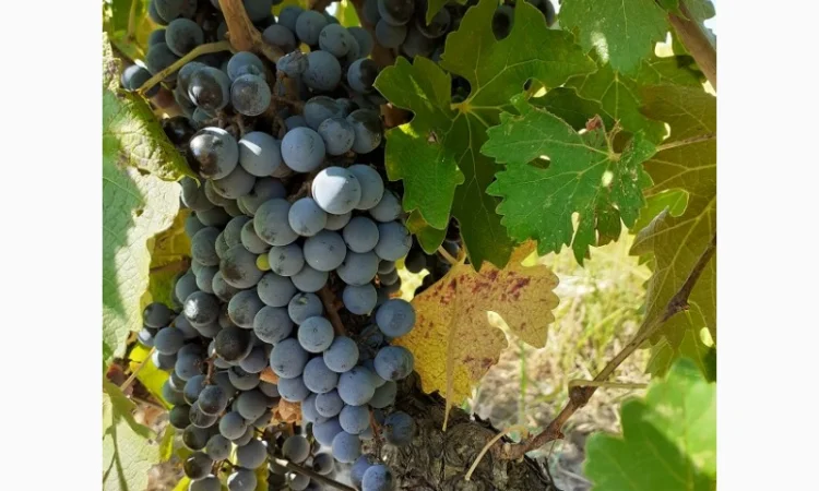 Предлагаю Виноградный сырец Мерло - фото № 1