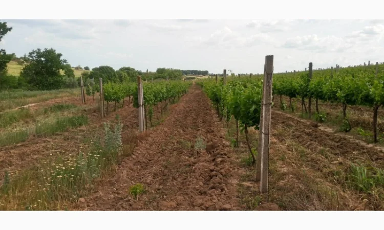 Продам Сухой Красный Вино-Продукт Каберне - фото № 5