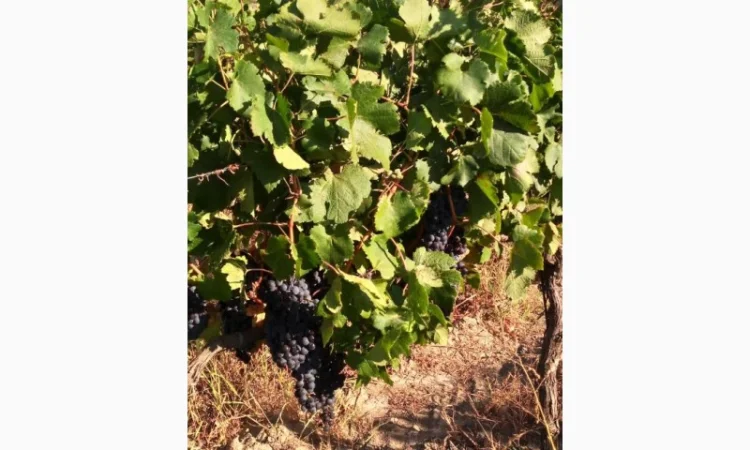 Продам Сухой Красный Вино-Продукт Каберне - фото № 6