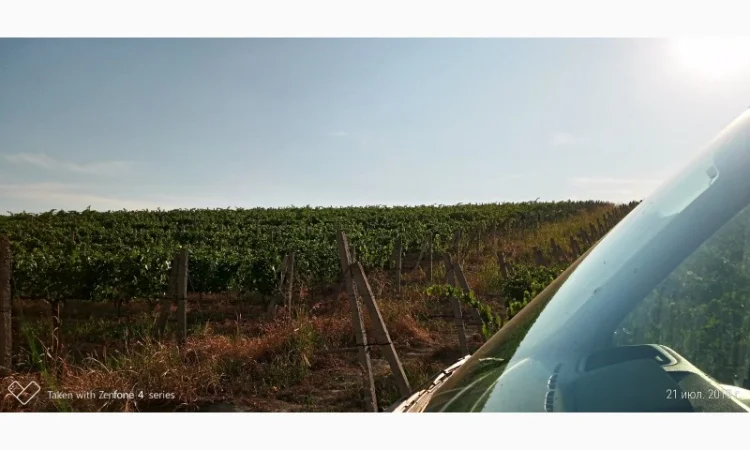 Продам Сухой Красный Вино-Продукт Каберне - фото № 7