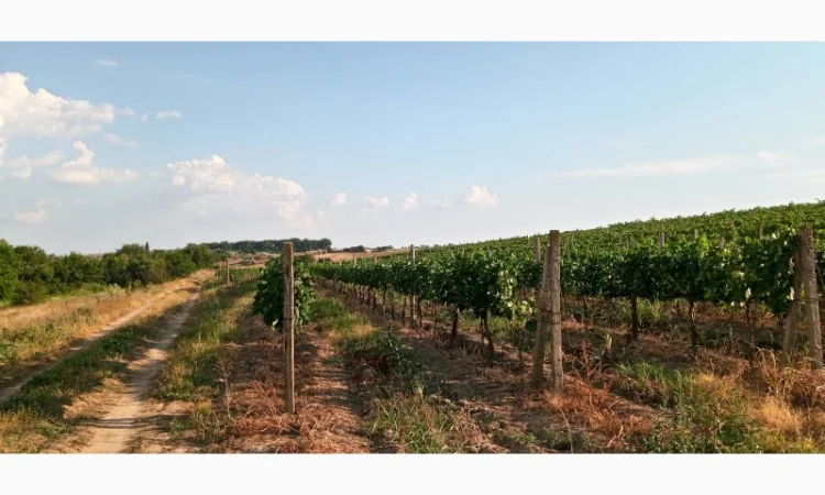 Продам Сухой Красный Вино-Продукт Каберне - фото № 8