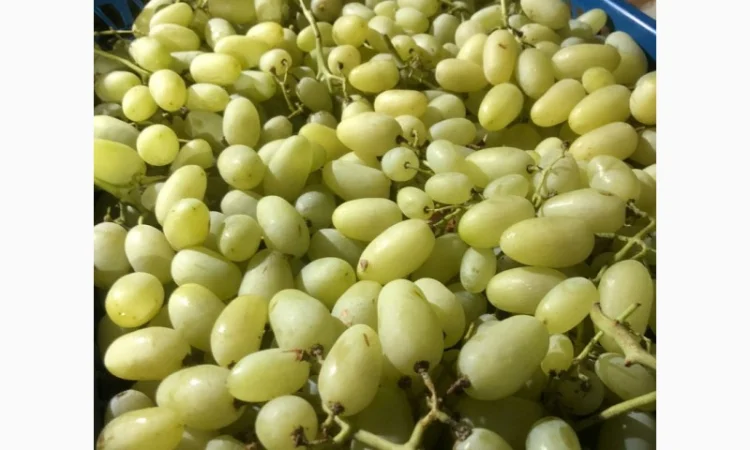 Продам виноград оптом - фото № 1