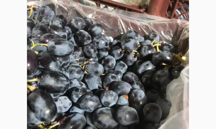 Продам виноград оптом - фото № 2