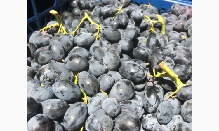 Продам виноград оптом - фото № 3